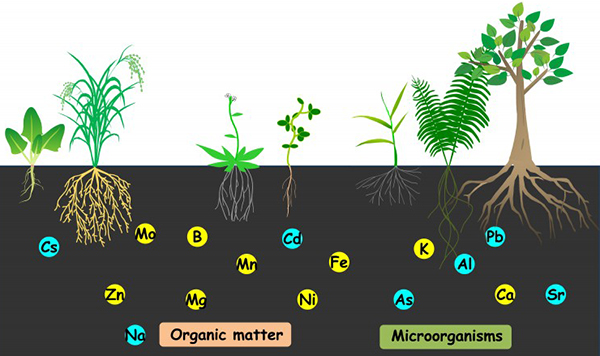 VAI TRÒ CƠ BẢN CỦA CÁC NGUYÊN TỐ HÓA HỌC ĐỐI VỚI CÂY TRỒNG