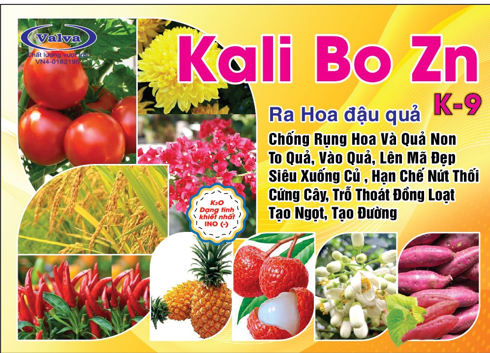 KALI BO ZN-01 - Copy